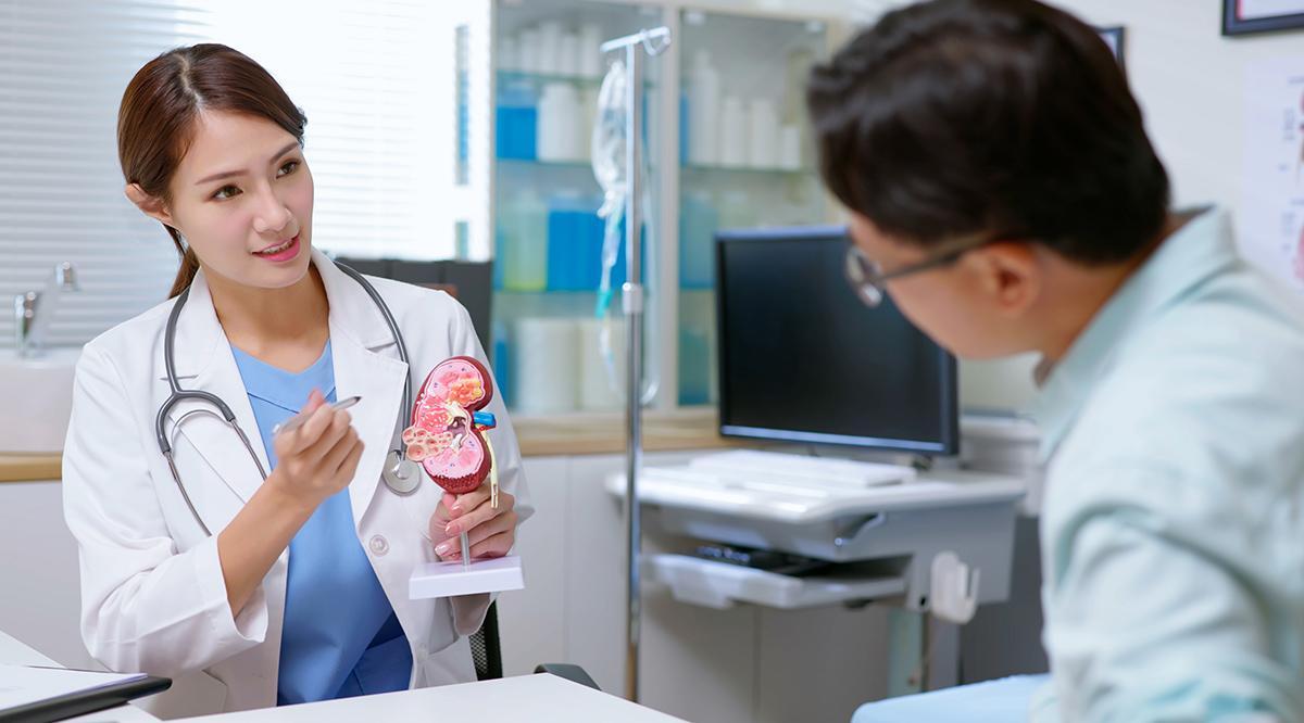 Using a plastic model, a doctor explains to a patient how the kidney works.
